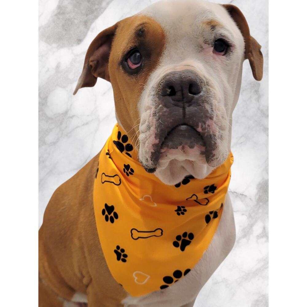 Orange Pet Bandana Black & White Paw, Bone, Heart print